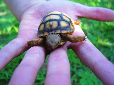 Gopher tortoise hatchling
